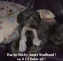 Das ist Micky, unser Senfhund !
ca. 6 1/2 Jahre alt !